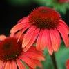 Orange Coneflower