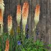 Kniphofia 'Echo Duo' PPAF