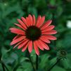 Echinacea 'Solar Flare' PP#22133