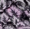 Begonia 'Plum Paisley' PPAF