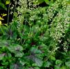 Heucherella 'Cumberland' PP#23527