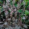 Heucherella 'Great Smokies' PPAF