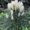 Cortaderia 'Blue Bayou' PPAF