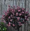 Begonia 'Basket Case Pink' PPAF