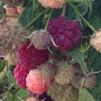 Rubus 'ItSaul Summer' PPAF