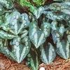 Asarum splendens 'Quicksilver'