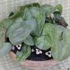 Asarum maximum 'Ling Ling'