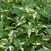 Alternanthera 'Creme de Menthe' PP#16263