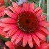 Echinacea 'Twilight' PP#17651