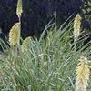 Kniphofia uvaria 'Candlelight' PP# 12342