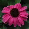 Echinacea 'Emily Saul' PP#18768