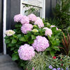 Hydrangea macrophylla 'Big Daddy' PP#14527