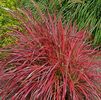 Pennisetum 'Fireworks' PP#18504