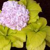 Hydrangea macrophylla 'Lemon Daddy' PP#17660