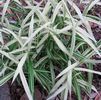 Chasmanthium latifolium 'River Mist' PP#20643