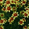 Coreopsis verticillata 'Route 66' PP#20609