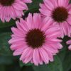 Echinacea 'Gemini Pink' PP#22102