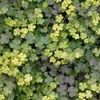 Rubus calycinoides 'Golden Quilt' pp # 13436