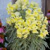 Variegated foliage Snapdragon