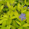 Vinca minor '24 Carat' PP#20289