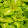 Lamium 'Lemon Frost' PP# 20723