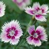 Dianthus 'Bedazzled' PP# 21609