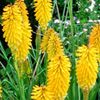 Kniphofia 'Echo Mango' PP# 21706