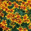 Coreopsis verticillata 'Sunset Strip' PP#22670