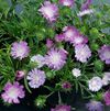 Stokesia laevis 'Color Wheel' PP#12718