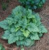 Heucherella 'Blue Ridge' PP#22169