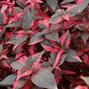 Alternanthera 'Raspberry Rum' PP#21016