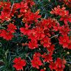 Coreopsis verticillata 'Broad Street' PPAF