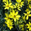 Coreopsis verticillata 'The Mayo Clinic Flower of Hope'