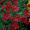 Coreopsis verticillata 'Main Street' PPAF