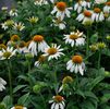 Echinacea 'Noam Saul' PP#21024