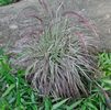 Pennisetum 'Cherry Sparkler' PP#22538