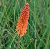 Kniphofia 'Echo Rojo' PP#22791